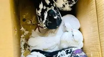 Kırklareli'de Kaçak Yollarla Getirilen 12 Güvercin Ele Geçirildi