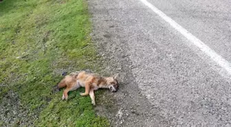 Sinop'ta çakal otomobil çarpması sonucu telef oldu