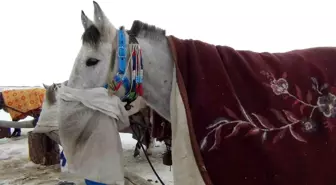 Çıldır Gölü'nde kızak atlarına battaniyeli koruma