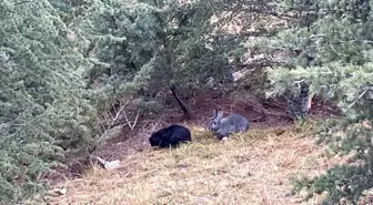 Ankara'da Yol Kenarına Bırakılan Tavşanlar İçin Çaba Sarf Edildi