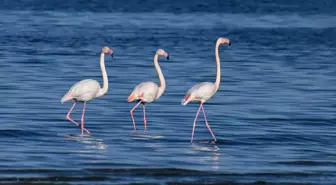 Van Gölü Havzası, Sibirya'dan gelen ötücü kuğular ve göç etmeyen flamingolara ev sahipliği yapıyor