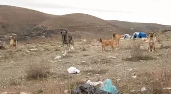 Veteriner Hekimler Derneği Genel Başkanı Ertürk: 'Tüm Sokak Hayvanlarının Barınaklara Atılmaya Zorlanması İnsanlık Dışı Bir Davranıştır.