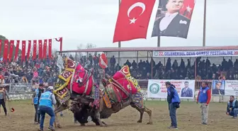 AK Parti Muğla Büyükşehir Belediye Başkan Adayı Aydın Ayaydın Yatağan'da Deve Güreşi Festivali'ne Katıldı