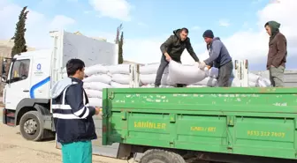 Antalya Büyükşehir Belediyesi, Büyükbaş Hayvan Yetiştiricilerine Yem Desteği Sağlıyor