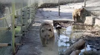 Antalya Hayvanat Bahçesi'nde Ayı Ailesi ve Kaplumbağalar Stres Yaşıyor