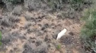 Türkiye'de İlk Kez Albino Çakal Görüldü