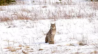 Nesli tükenme tehlikesi altında olan vaşak ve yavruları kar altında yiyecek ararken görüntülendi