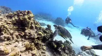 Eskişehirli Dalgıçlar Mısır'da Devasa Boyutta Caretta Caretta ve Endemik Türler Görüntüledi