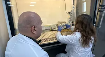 OMÜ'de kenevir atıklarından yapılan yemlerle metan gazı azaltılacak