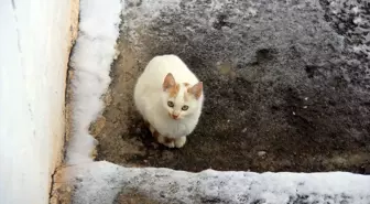 Sivas ve Hafik'te Kar Yağışı