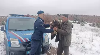 Yozgat'ta Yaralı Halde Bulunan Şah Kartal Tedavi Altına Alındı