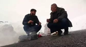 Hakkari'de besiciler kar yağışı nedeniyle hayvanlarını otlarla besliyor