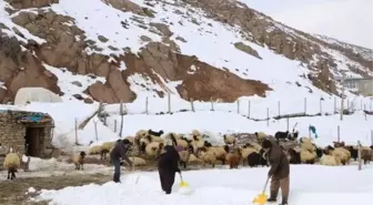 Hakkari'de besiciler hayvanlarını yazın biriktirdikleri otlarla besliyor