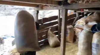 Artvin'de küçükbaş hayvanlarda çiçek hastalığı alarmı
