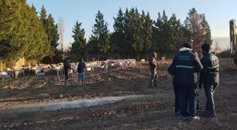 Osmangazi Belediyesi Zabıta Müdürlüğü Hayvanları Topladı