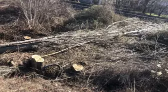 Bilecik'te Ağaç Keserken Hayatını Kaybeden Kişi