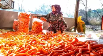 Çakır Mahallesi'nde Çakır havucu hasadı başladı