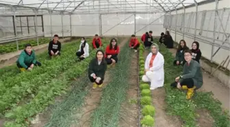 Erzincan'da Meslek Lisesi Öğrencileri Organik Sebze Yetiştiriyor