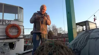 Zehirli Balon Balığı Marmara Denizi'ne Yöneldi