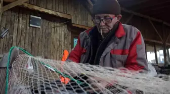 Zehirli Balon Balığı Marmara Denizi'ne Yöneldi