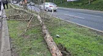 Sarıyer'de otomobil ağaca çarptı, ağaç yerinden söküldü
