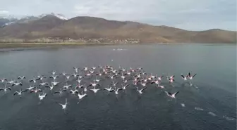 Flamingolar Afrika'ya göç etmedi, koruma tedbirleri alındı