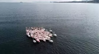 Van Gölü'ndeki Flamingolar Afrika'ya Göç Etmedi