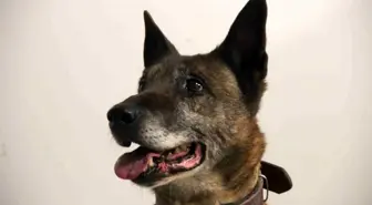 Kocaeli'de 109 Kilogram Kokain Ele Geçirildi