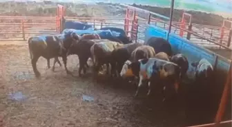Boğa Saldırısına Uğrayan Besici Yaralandı