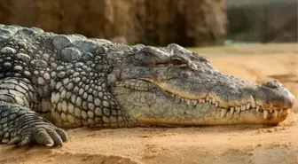 Güney Afrika'da 'sahte peygamber' timsahlar tarafından parçalandı