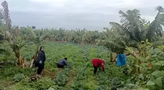 Lübnanlı çiftçiler, İsrail-Hizbullah çatışmaları sırasında ürünlerini hasat etmeye devam ediyor