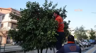 Marmaris'te Narenciye Ağaçlarından Toplanan Turunçlar Ücretsiz Dağıtıldı