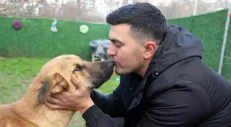 Köpek Felçten Kurtuldu, Diğer Engelli Köpeklerin Arasına Katıldı