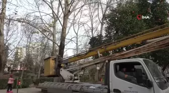 Ağaçta 3 gündür mahsur kalan kedi kurtarıldı