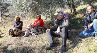Köşk Belediye Başkanı Nuri Güler, Kıran Mahallesi'nde Zeytin Hasadı Yapan Üreticileri Ziyaret Etti