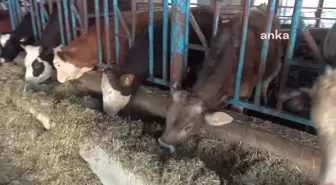 Hayvancılıkla uğraşan çiftçiler maliyetlerin artmasıyla zor durumda