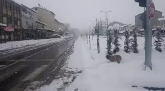 Bingöl, Elazığ ve Şırnak'ta Kar Yağışı ve Tipi Nedeniyle 772 Yerleşim Yerine Ulaşım Sağlanamıyor