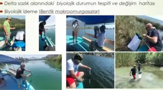 Dalyan'da Sazlık Kaybı ve Çevre Tehdit Altında