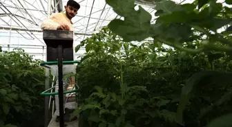Kozaklı'da üretilen domatesler Hollanda'ya ihraç ediliyor