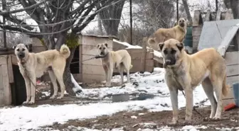 Sivas Kangalları Kışlık Tüylerine Geçti