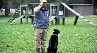 TSK'nın eğitimli köpekleri operasyonlarda etkin rol oynuyor