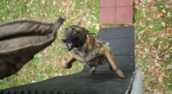 TSK'nın köpekleri Bursa'da gerçeğini aratmayan tatbikatlar yapıyor