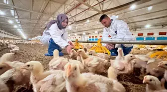 Düzce'de Tavuk Çiftliği Devlet Desteğiyle Genişliyor