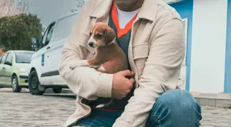 Kuşadası Belediyesi Sokak Hayvanları İçin Önemli Çalışmalara İmza Attı