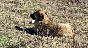 Ankara'da başıboş köpekler ahırda 11 büyükbaş hayvanı telef etti