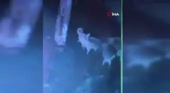 Ahıra giren başıboş köpekler 11 büyükbaş hayvanı telef etti... O anlar kamerada