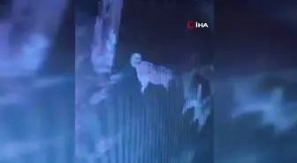 Ahıra giren başıboş köpekler 11 büyükbaş hayvanı telef etti... O anlar kamerada