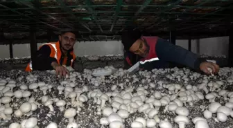 Bitlis'te Girişimci, Bölgenin Mantar İhtiyacını Karşılıyor