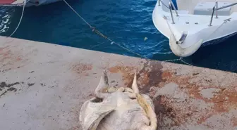 Muğla'nın Datça ilçesinde sahile vurmuş ölü caretta caretta bulundu