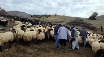 Şırnak'ta Mera Islah ve Amenajman Projesi Uygulamaya Alındı